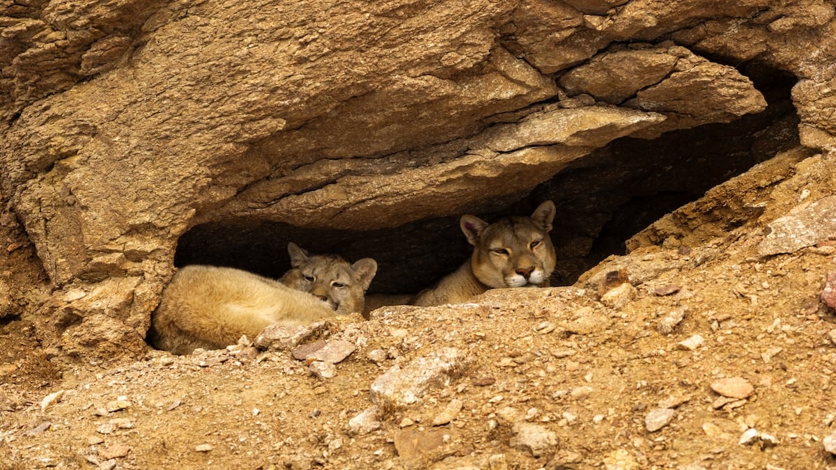 Rastros en la nieve: el safari de pumas que parte desde Perito Moreno y atraviesa la estepa santacruceña