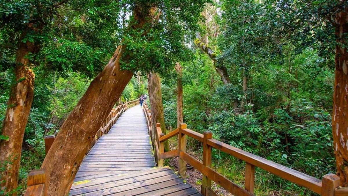 El bosque color canela que casi nadie sabe que existe en la Patagonia