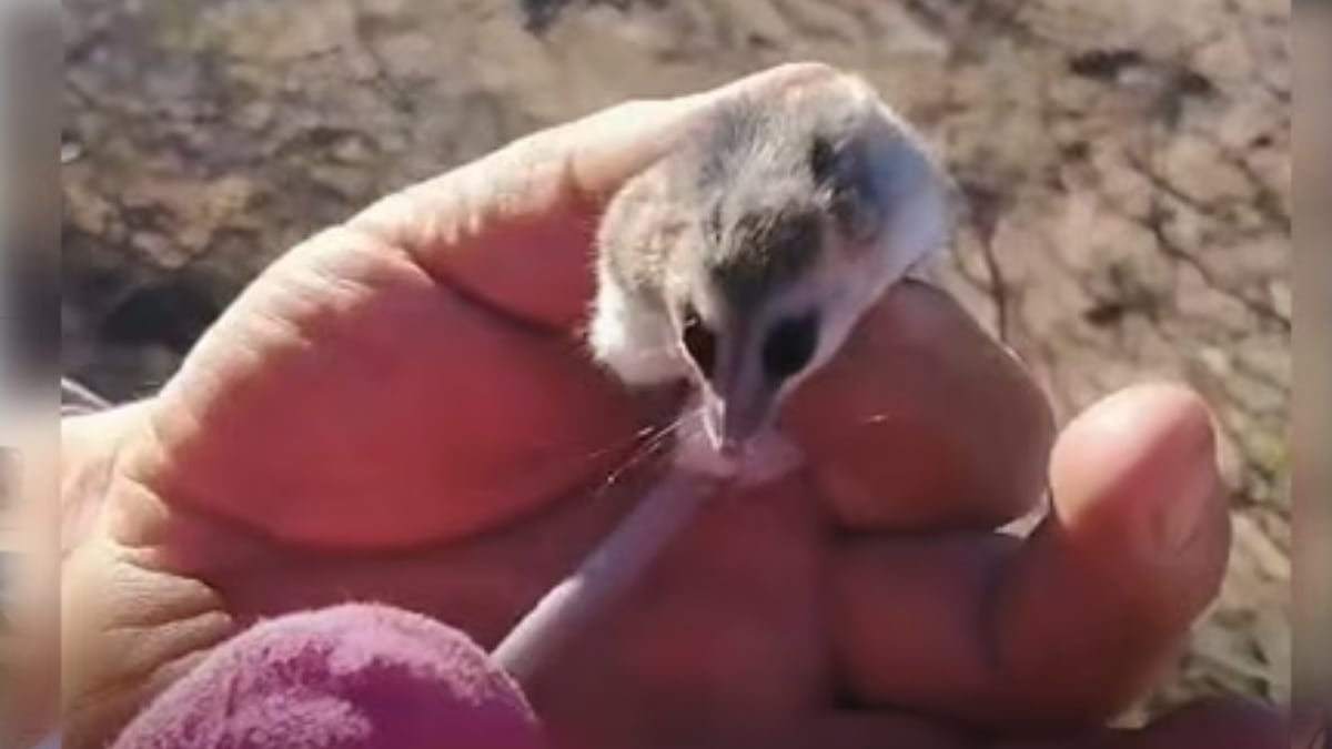 Una comadreja enana entre la leña: el hallazgo en Cutral Co que vuelve a poner la lupa sobre qué hacer cuando la fauna silvestre aparece en casa