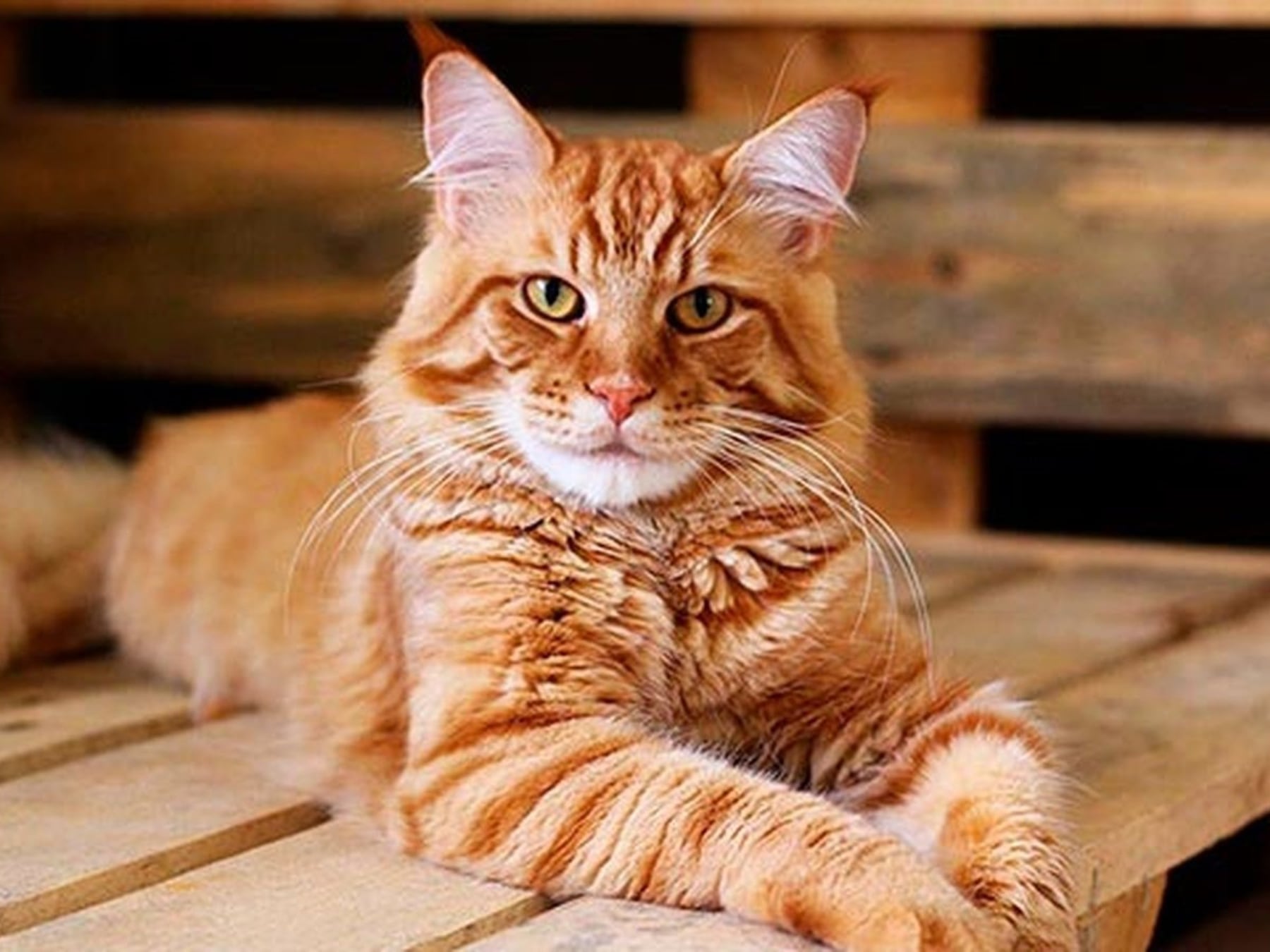 Gatos al 52%: por qué cada vez más argentinos eligen compartir el departamento con un felino