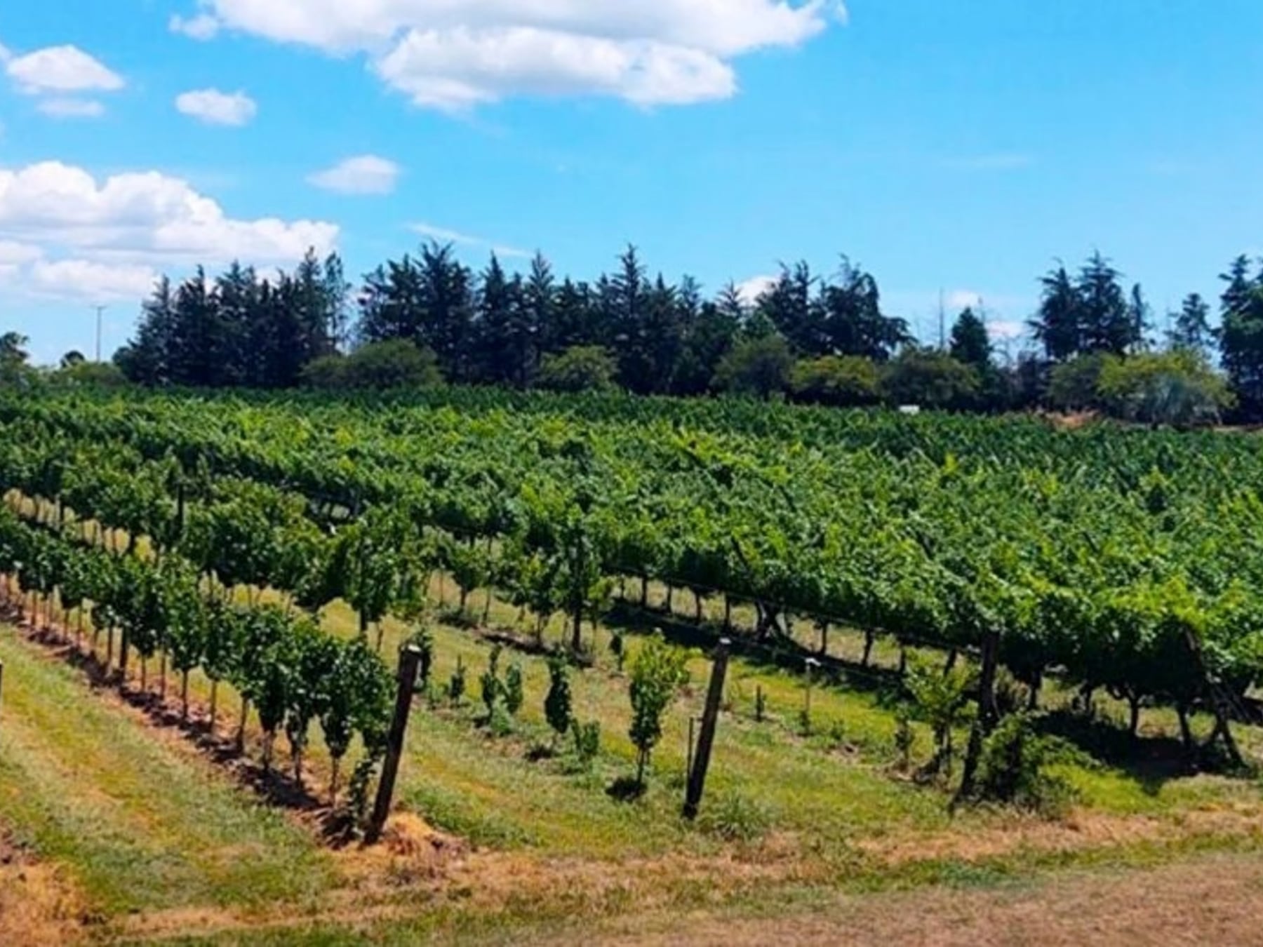 San José: donde las piletas tienen vino y el molino todavía recuerda la molienda con mulas