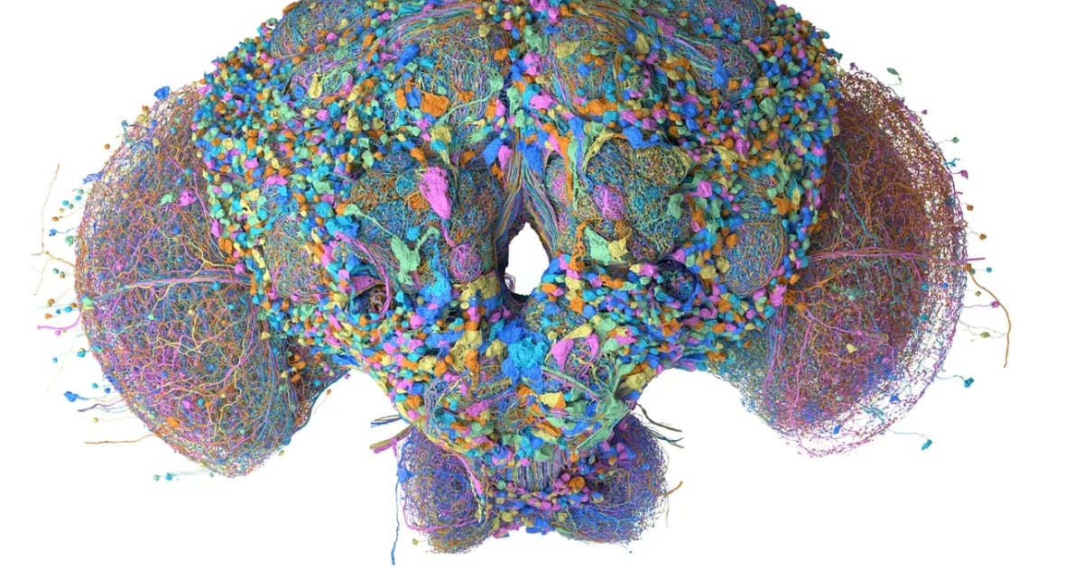 El cerebro de una mosca, la nueva oficina de atención al cliente