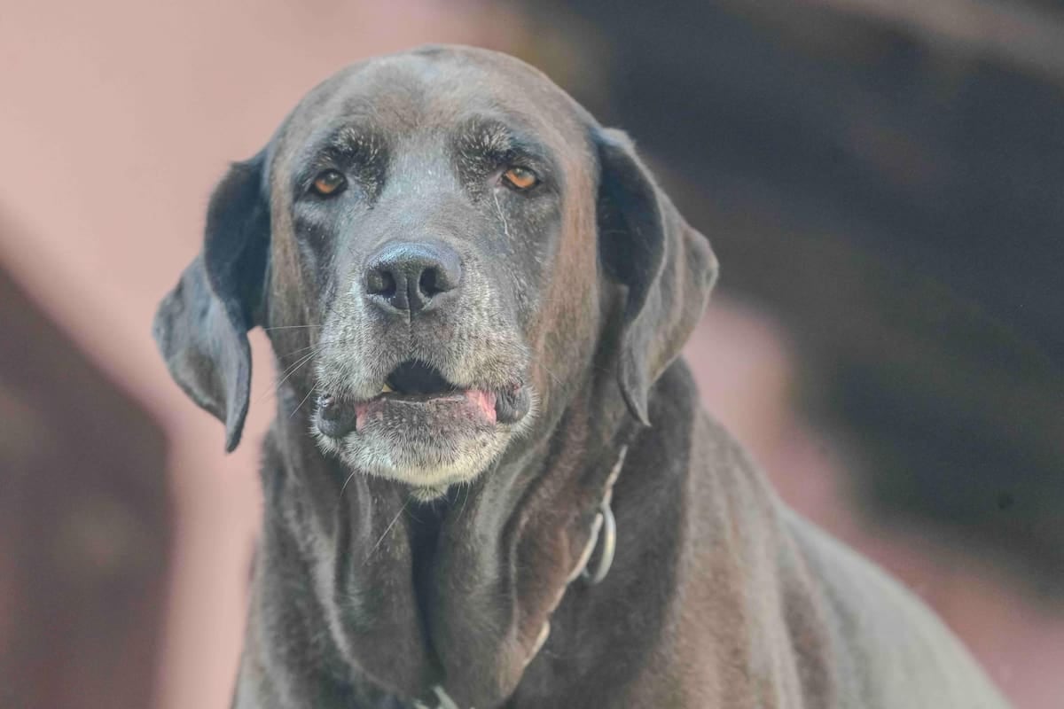 El Chaltén mide la tenencia responsable de mascotas en litros de nafta y castiga con 50 módulos a quien no registre