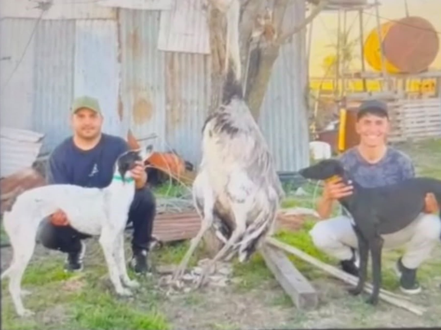 Pergamino: dos hombres quedaron imputados por matar a un ñandú con galgos en un campo de La Violeta