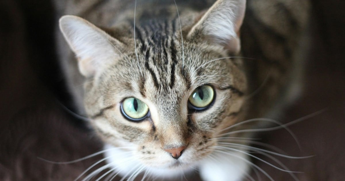 Gatos y un parásito que cruza la frontera de las especies: qué halló un estudio en América del Norte