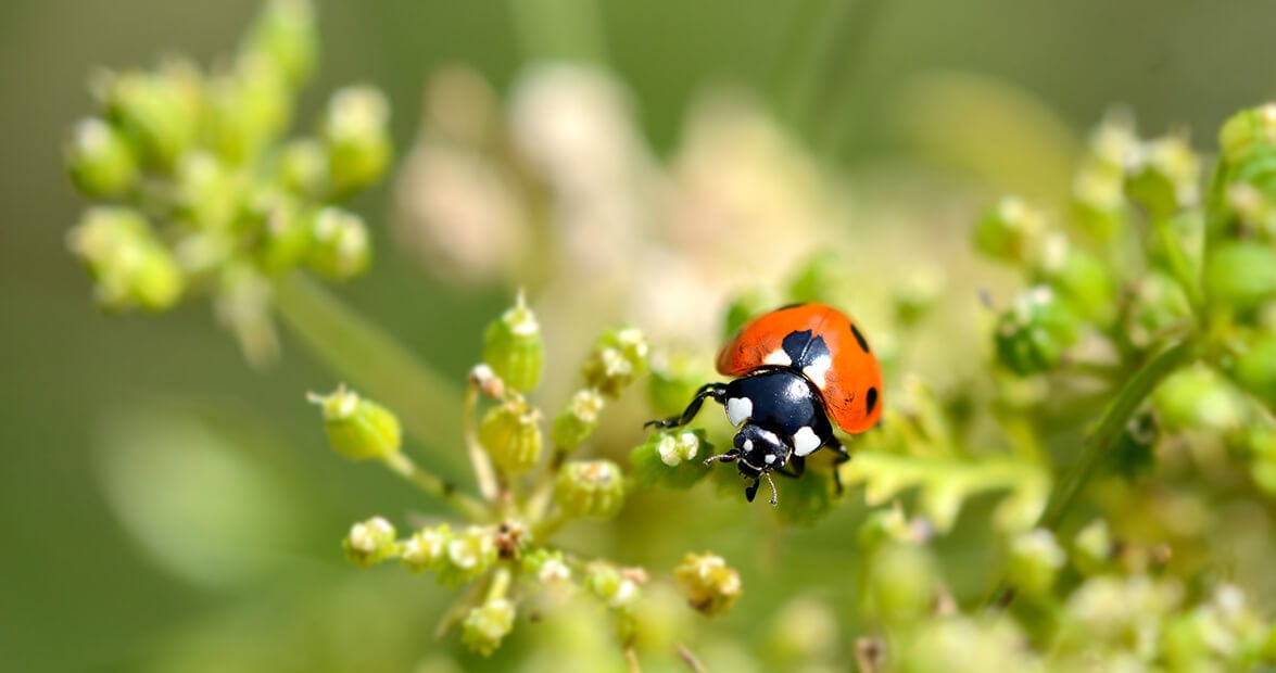 Huerta sin venenos: las recetas caseras que el INTA recomienda para enfrentar plagas y hongos en primavera y verano