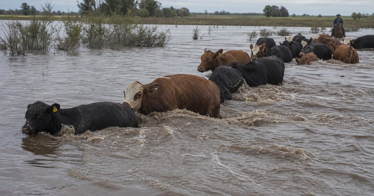 La bajante de la hacienda en Cañuelas empuja al consumidor argentino a pagar más por la carne