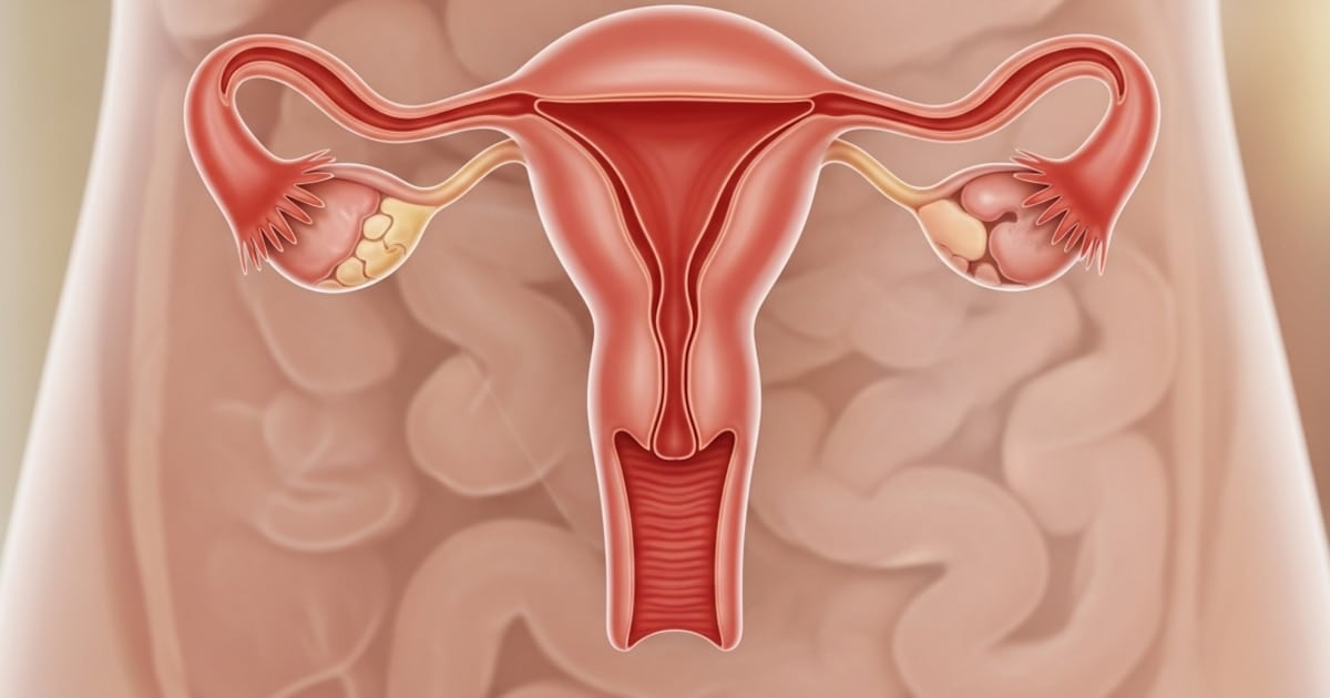 Un estudio en Estados Unidos revela que el ovario no se apaga después de la menopausia y sigue activo durante décadas