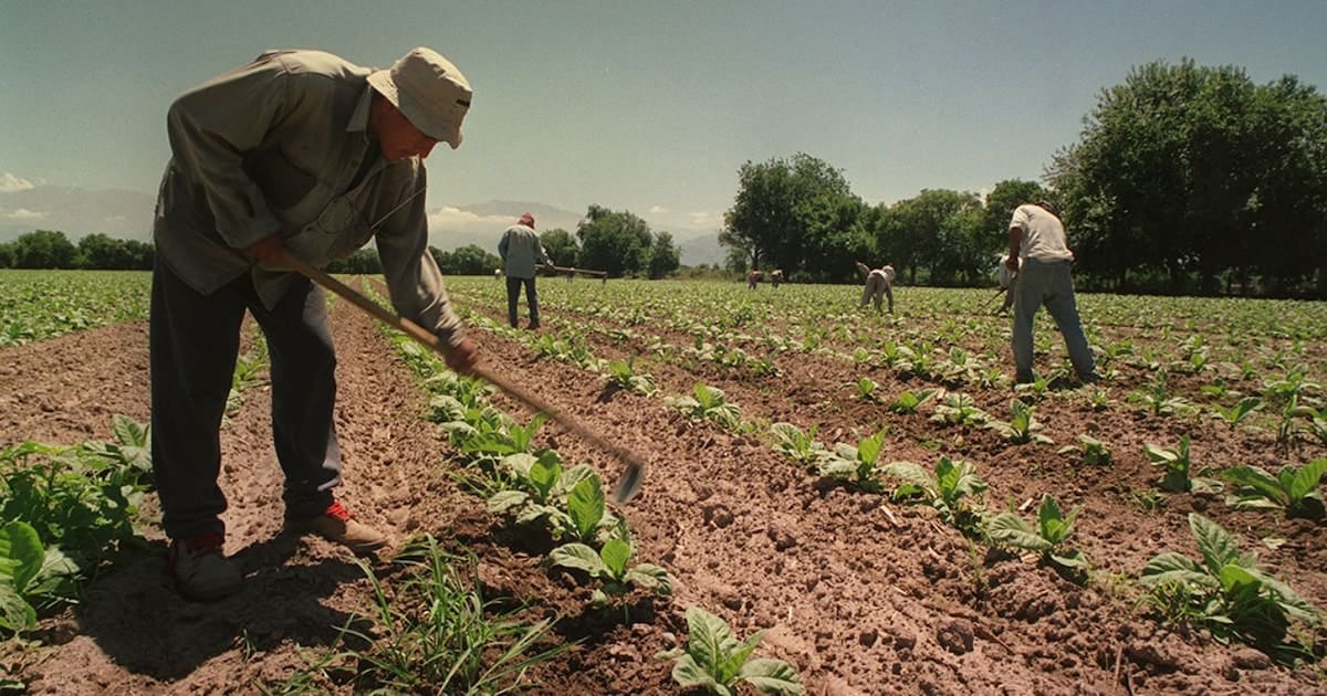 El Gobierno extendió por un año más el régimen que iguala las asignaciones familiares del trabajador rural temporario con la AUH